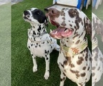 Small #2 Dalmatian