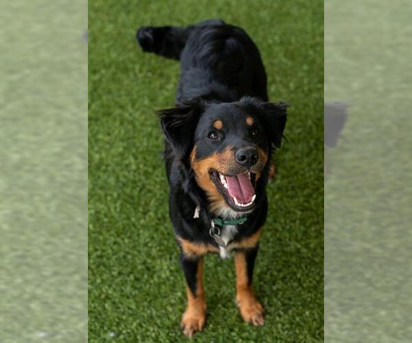 Medium Photo #1 Australian Shepherd-Unknown Mix Puppy For Sale in Baytown, TX, USA