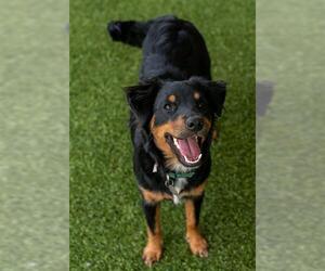 Australian Shepherd-Unknown Mix Dogs for adoption in Baytown, TX, USA