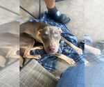 Small American Staffordshire Terrier Mix