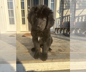 Newfoundland Puppy for sale in DANSVILLE, MI, USA