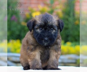 Soft Coated Wheaten Terrier Puppy for sale in LITITZ, PA, USA