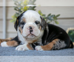 Puppy Mercury Beabull