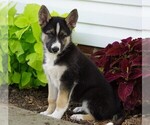 Small Photo #2 German Shepherd Dog-Siberian Husky Mix Puppy For Sale in FREDERICKSBG, OH, USA