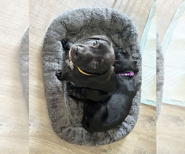 Medium Photo #10 Boston Terrier-Labrador Retriever Mix Puppy For Sale in Holly Springs, NC, USA