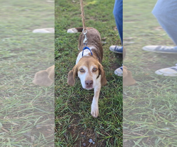 Medium Photo #3 Beagle Puppy For Sale in Rustburg, VA, USA