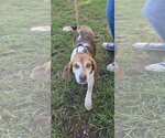 Small Photo #3 Beagle Puppy For Sale in Rustburg, VA, USA