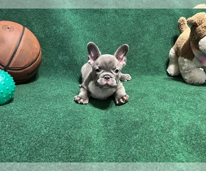 French Bulldog Puppy for sale in HOLLYWOOD, FL, USA