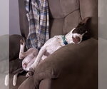 Small #14 Colonial Cocker Spaniel Mix