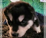 Small Photo #54 Alaskan Malamute Puppy For Sale in MIDWEST CITY, OK, USA