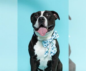 American Staffordshire Terrier Dogs for adoption in Fort Lauderdale, FL, USA