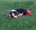 Small Photo #2 Welsh Cardigan Corgi Puppy For Sale in ELLENSBURG, WA, USA