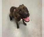 Small American Pit Bull Terrier Mix