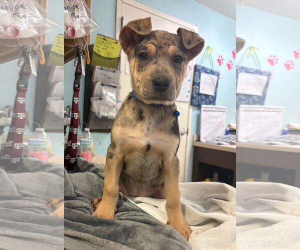 Medium Photo #2 Australian Shepherd-Rottweiler Mix Puppy For Sale in Amarillo, TX, USA