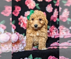 Goldendoodle-Poodle (Toy) Mix Puppy for sale in QUARRYVILLE, PA, USA