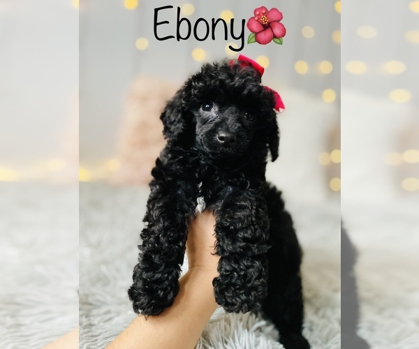 Medium Photo #10 Poodle (Toy) Puppy For Sale in COOKEVILLE, TN, USA