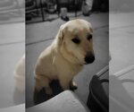 Small Photo #1 Great Pyrenees Puppy For Sale in Bountiful, UT, USA