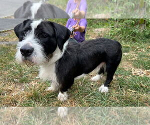 Basil - Male Mutt Dog for Adoption - Photo #3