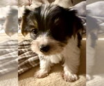 Small #2 Mutt