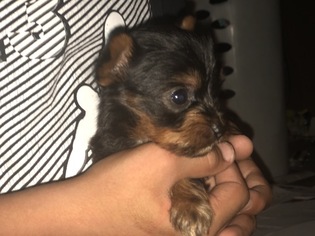 Father of the Yorkshire Terrier puppies born on 10/02/2018