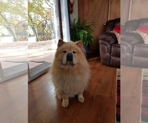 Father of the Chow Chow puppies born on 09/05/2019