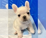Small Photo #7 French Bulldog Puppy For Sale in BERGENFIELD, NJ, USA