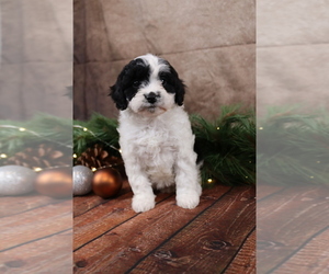 Cavapoo (Toy) Puppy for sale in WEST SALEM, OH, USA