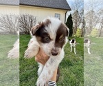 Small Photo #22 Border Collie Puppy For Sale in MARYVILLE, TN, USA