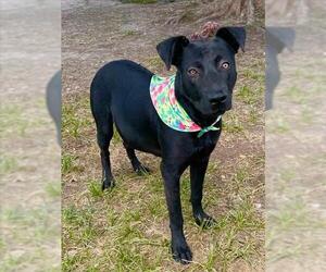 American Pit Bull Terrier-Unknown Mix Dogs for adoption in Conroe, TX, USA