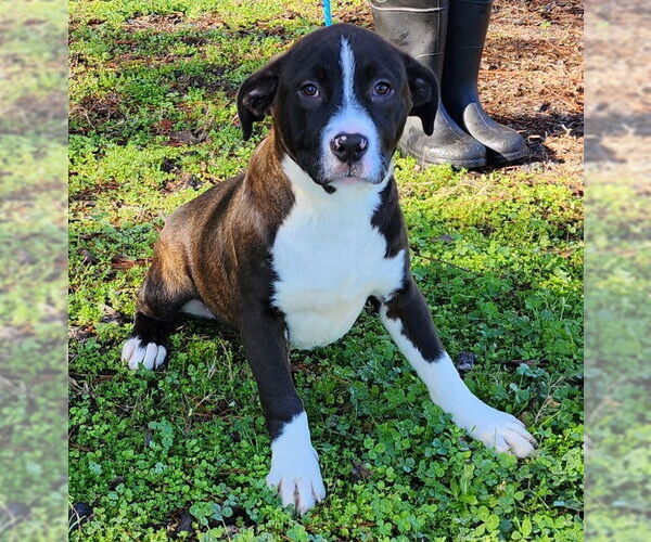 Medium Photo #8 American Pit Bull Terrier-Unknown Mix Puppy For Sale in Wetumpka, AL, USA