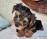 Puppy Mochi Yorkshire Terrier