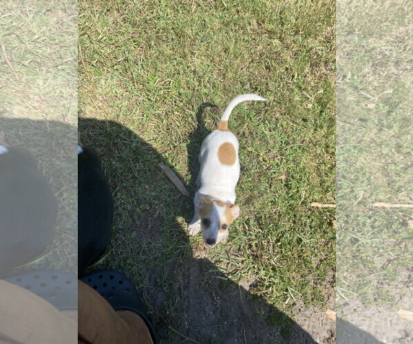 Medium Photo #1 Jack Russell Terrier Puppy For Sale in Sanford, FL, USA