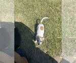 Small Jack Russell Terrier