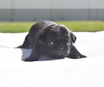 Cider - Male Pug Puppy for Sale - Photo #4