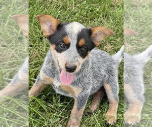 Australian Cattle Dog-Unknown Mix Puppy for sale in HOYLETON, IL, USA