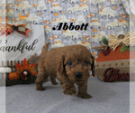 Small #6 Cavapoo