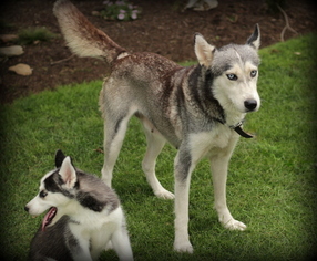 Mother of the Siberian Husky puppies born on 05/14/2018