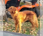 Small Photo #1 Golden Retriever Puppy For Sale in SUMMERFIELD, FL, USA