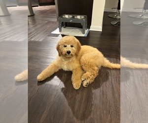 Goldendoodle Puppy for sale in FORT WORTH, TX, USA