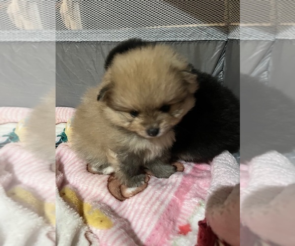 Medium Photo #4 Pomeranian Puppy For Sale in CAVE CREEK, AZ, USA