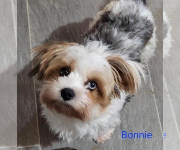 Medium Photo #1 Yorkshire Terrier Puppy For Sale in CONKLIN, NY, USA