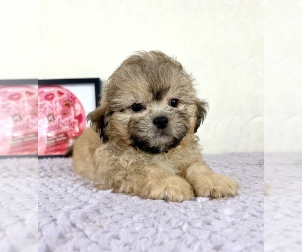 Medium Photo #1 Shih-Poo Puppy For Sale in INDIANAPOLIS, IN, USA