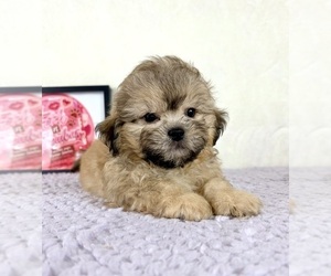 Shih-Poo Puppy for sale in INDIANAPOLIS, IN, USA
