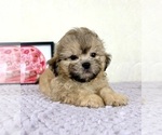 Small Shih-Poo
