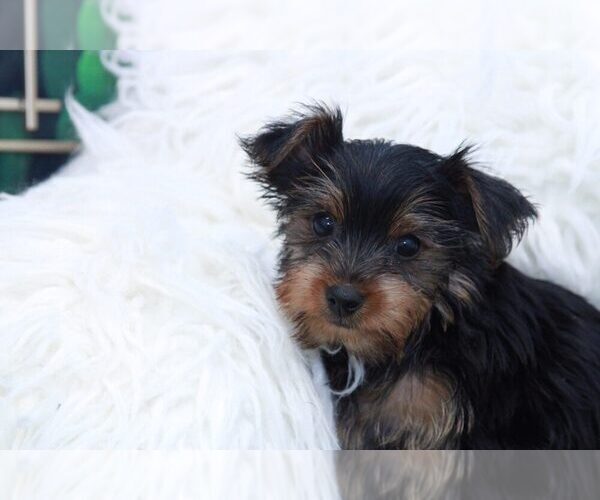 Medium Photo #2 Yorkshire Terrier Puppy For Sale in MARIETTA, GA, USA