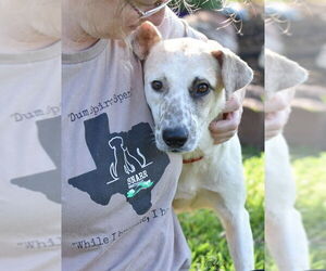 Eddie - Male Jack Russell Terrier-Unknown Mix Dog for Adoption - Photo #4