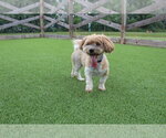 Small #1 Havanese