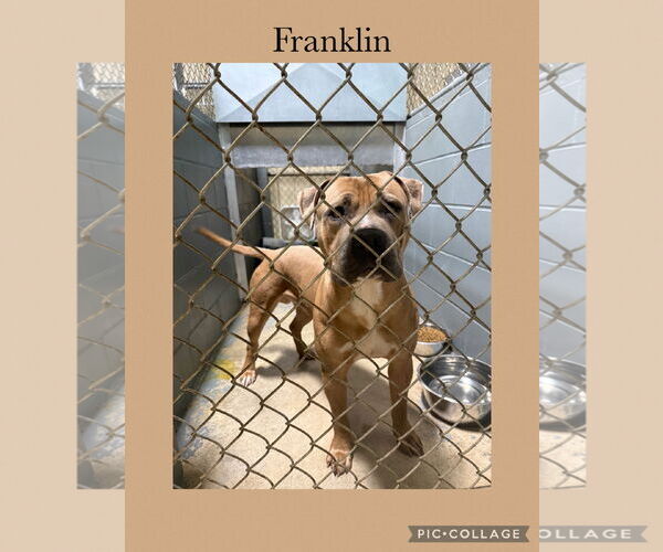 Medium Photo #2 American Pit Bull Terrier-American Staffordshire Terrier Mix Puppy For Sale in Kewanee, IL, USA