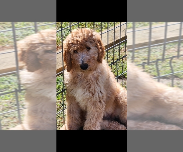 Medium Photo #1 Goldendoodle Puppy For Sale in LORIS, SC, USA
