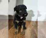 Puppy Puppy 1 German Shepherd Dog